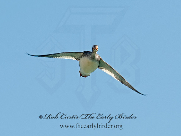 Mergus merganser  COMMON MERGANSER 8030238