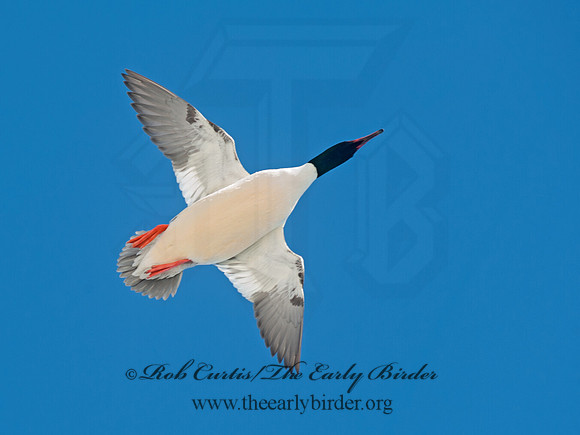 Mergus merganser  COMMON MERGANSER 8032586