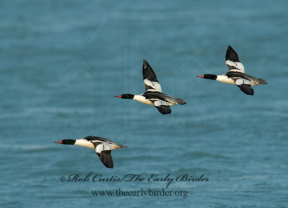 Mergus merganser  COMMON MERGANSER 6029688