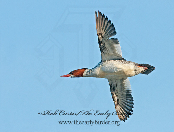 Mergus merganser  COMMON MERGANSER 3000935