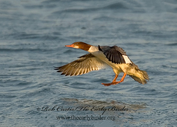 Mergus merganser  COMMON MERGANSER 6029594