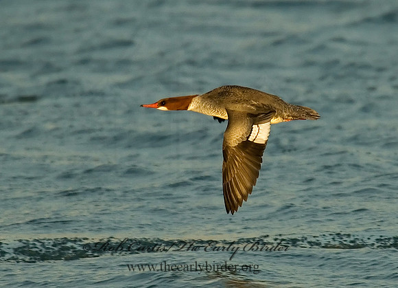Mergus merganser  COMMON MERGANSER 6029609