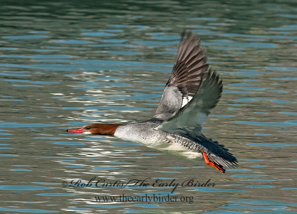 Mergus merganser  COMMON MERGANSER 3012146