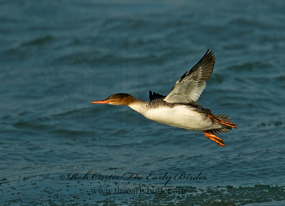 Mergus merganser  COMMON MERGANSER 6029676