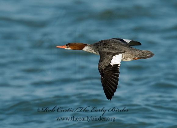Mergus merganser  COMMON MERGANSER 6029766