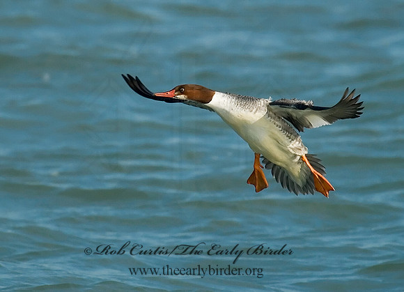 Mergus merganser  COMMON MERGANSER 6029783