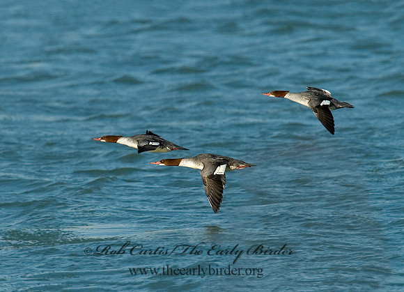 Mergus merganser  COMMON MERGANSER 6029711
