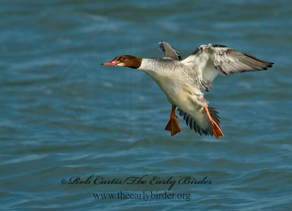 Mergus merganser  COMMON MERGANSER 6029784