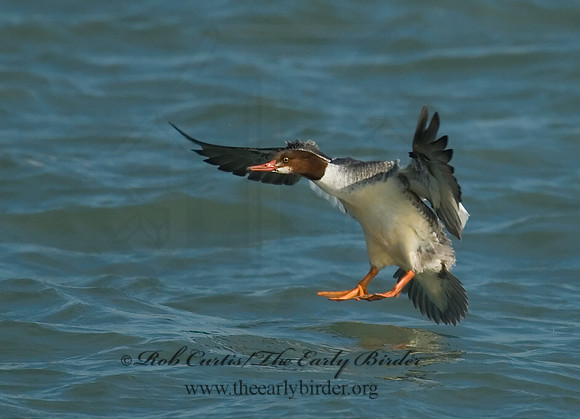 Mergus merganser  COMMON MERGANSER 6029786