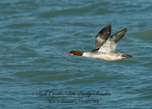 Mergus merganser  COMMON MERGANSER 6029794