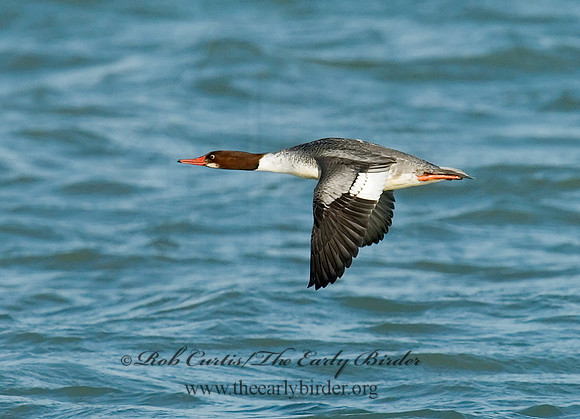 Mergus merganser  COMMON MERGANSER 6029797