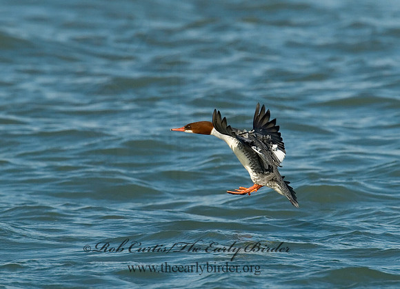 Mergus merganser  COMMON MERGANSER 6029812