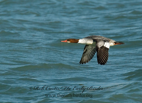Mergus merganser  COMMON MERGANSER 6029792