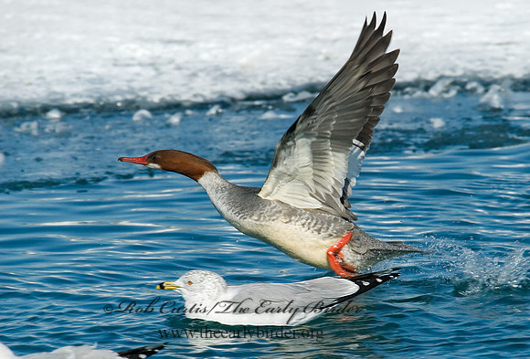 Mergus merganser  COMMON MERGANSER 6030492