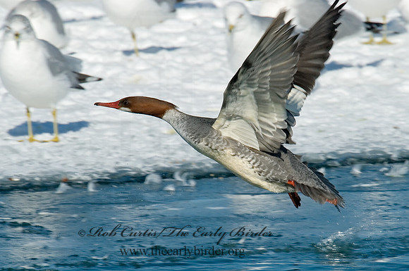 Mergus merganser  COMMON MERGANSER 6030494
