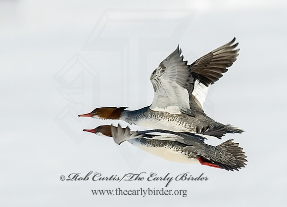 Mergus merganser  COMMON MERGANSER 7000003