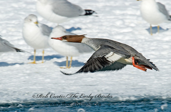 Mergus merganser  COMMON MERGANSER 6030495