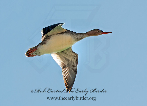 Mergus merganser  COMMON MERGANSER 8030244