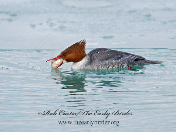 Mergus merganser  COMMON MERGANSER 9007589