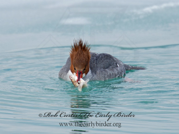 Mergus merganser  COMMON MERGANSER 9007601