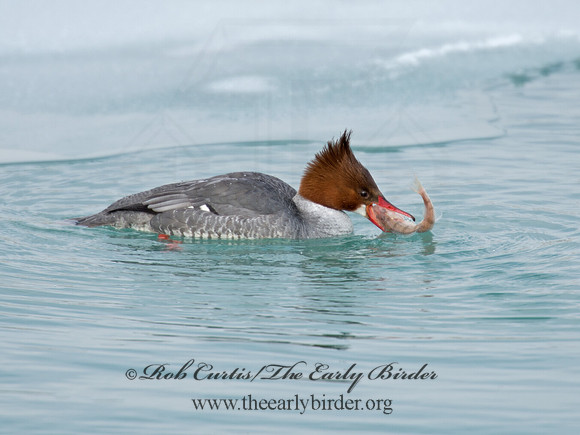 Mergus merganser  COMMON MERGANSER 9007608