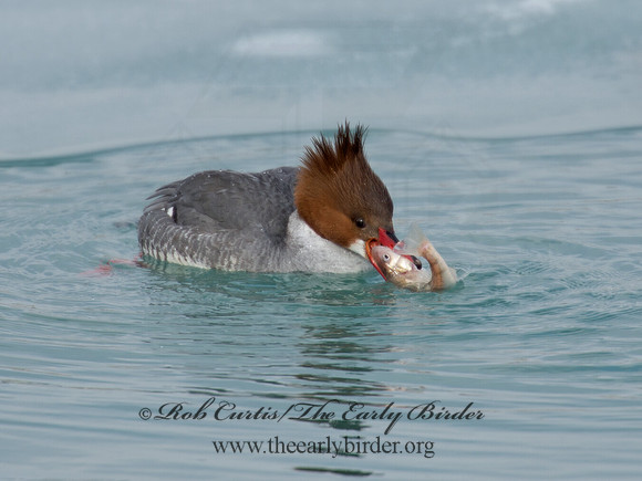 Mergus merganser  COMMON MERGANSER 9007604