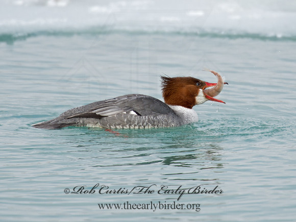Mergus merganser  COMMON MERGANSER 9007614