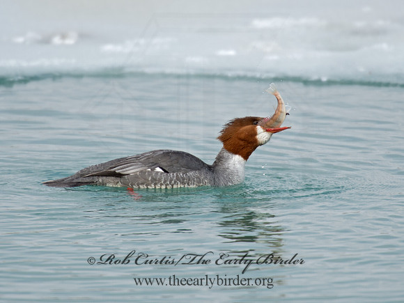 Mergus merganser  COMMON MERGANSER 9007615