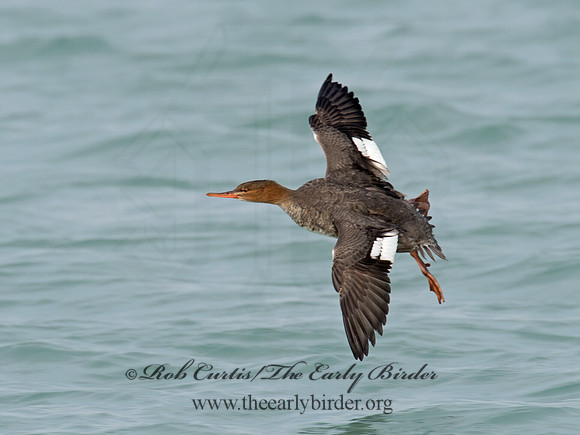 Mergus merganser  COMMON MERGANSER 9017187