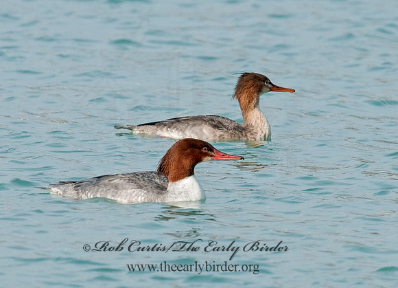 Mergus merganser  COMMON MERGANSER 3011748
