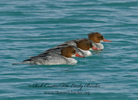 Mergus merganser  COMMON MERGANSER 6020846