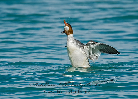 Mergus merganser  COMMON MERGANSER 6020853