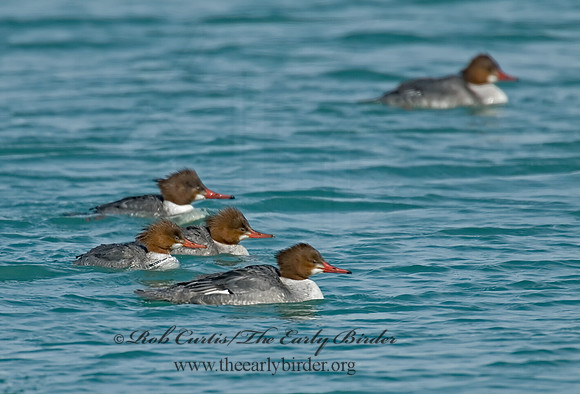Mergus merganser  COMMON MERGANSER 6020868