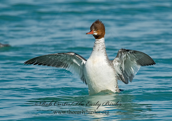Mergus merganser  COMMON MERGANSER 6020855