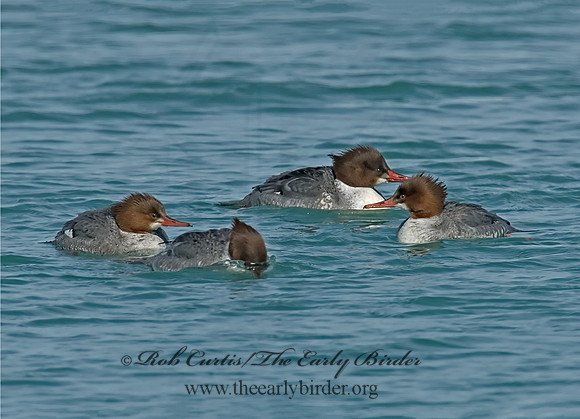 Mergus merganser  COMMON MERGANSER 6020870