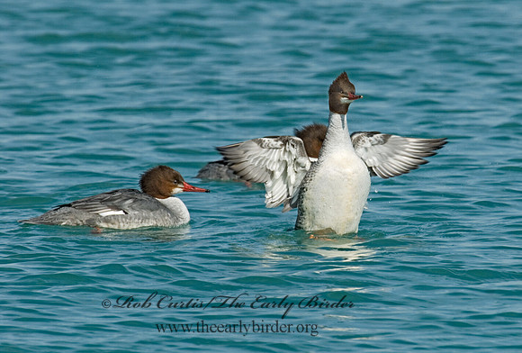 Mergus merganser  COMMON MERGANSER 6020871