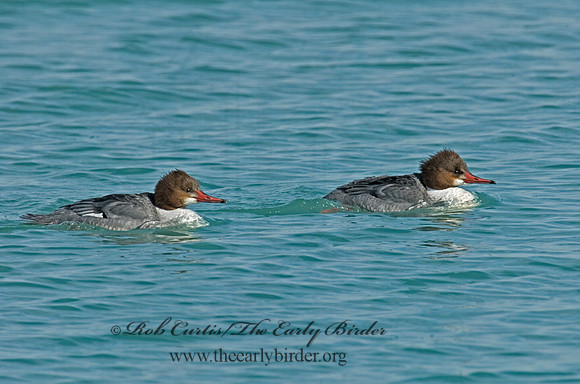Mergus merganser  COMMON MERGANSER 6020873