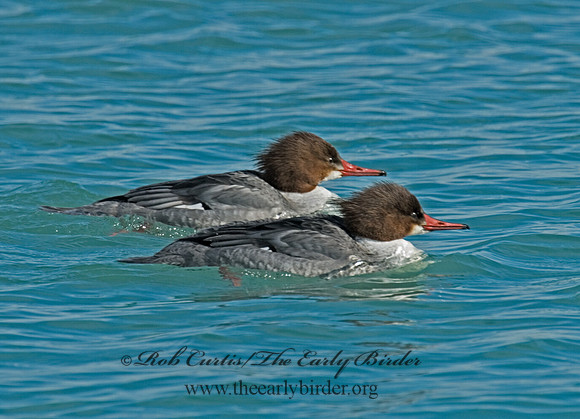 Mergus merganser  COMMON MERGANSER 6020880