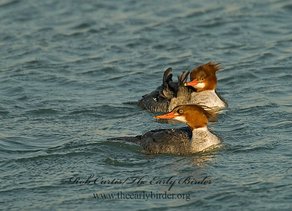 Mergus merganser  COMMON MERGANSER 6029611