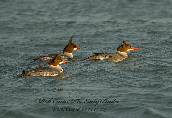 Mergus merganser  COMMON MERGANSER 6029618