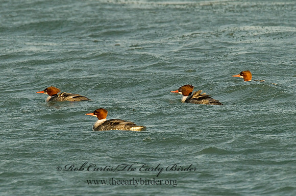 Mergus merganser  COMMON MERGANSER 6029623