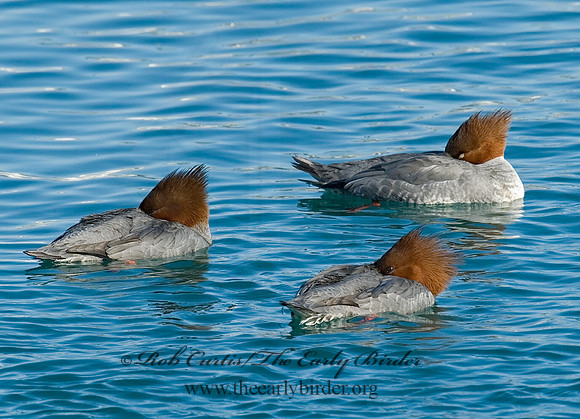 Mergus merganser  COMMON MERGANSER 6030259