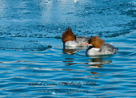 Mergus merganser  COMMON MERGANSER 6030263