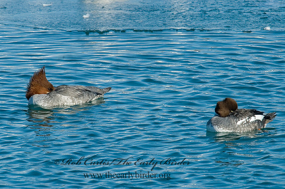 Mergus merganser  COMMON MERGANSER 6030240
