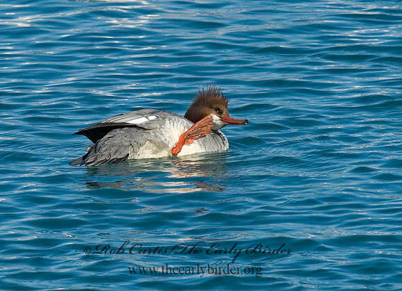 Mergus merganser  COMMON MERGANSER 6030269