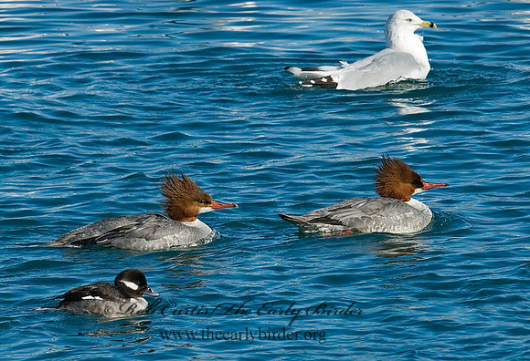 Mergus merganser  COMMON MERGANSER 6030272