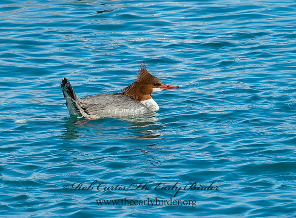 Mergus merganser  COMMON MERGANSER 6030273