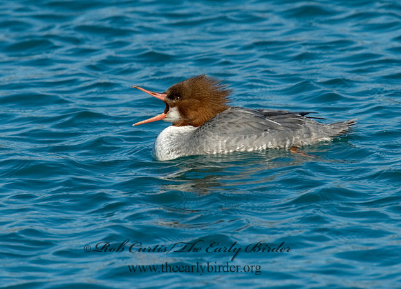 Mergus merganser  COMMON MERGANSER 6030328