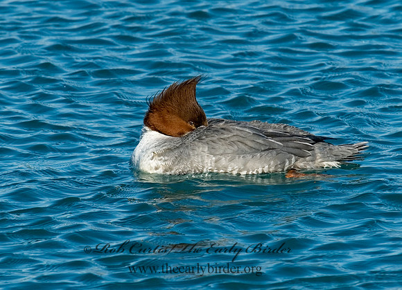 Mergus merganser  COMMON MERGANSER 6030339