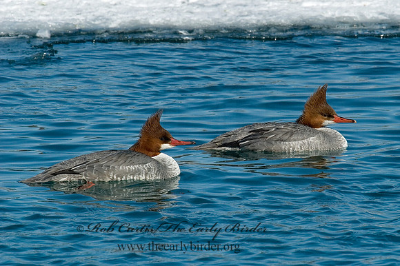 Mergus merganser  COMMON MERGANSER 6030343